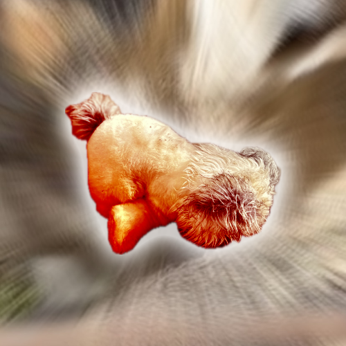 sucko